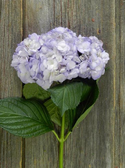 PAINTED LAVENDER #6 TINTED HYDRANGEAS